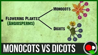 Monocots vs Dicots Explained [upl. by Mcgill]