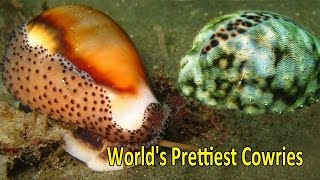 Top 5 Worlds Prettiest and Most Valuable Cowries [upl. by Ellac]