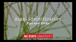 Introduction to Algae Identification Tips amp Tricks [upl. by Pare198]