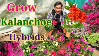 Grow Kalanchoe to get enormous Flowering [upl. by Dayiz]