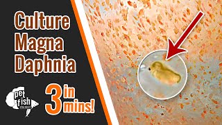 How to culture DAPHNIA MAGNA  The easy way [upl. by Aicetel700]