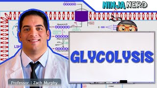 Metabolism  Glycolysis [upl. by Skillern]