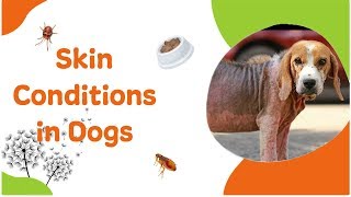 Skin Conditions in Dogs and How to Help Them [upl. by Refotsirhc]