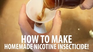 Homemade Insect Spray How To Make Nicotine Insecticide [upl. by Lanti949]