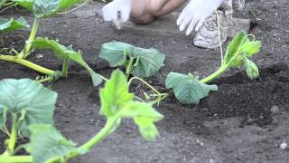 Grow Big Pumpkins  Vine Burying Pollination Vine Training [upl. by Ciardap859]