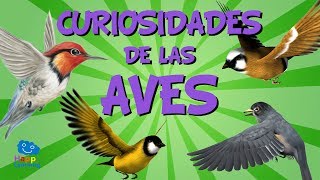 Curiosidades de las aves  Videos Educativos para Niños [upl. by Aziar287]