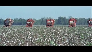 IHCase IH Cotton Picker Timeline 2Row [upl. by Carisa977]