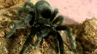 My List of Great Tarantulas for Beginners [upl. by Idou]