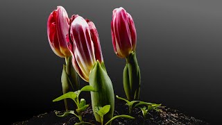 Tulips Growing Time Lapse  90 Days From Bulbs [upl. by Trevar]