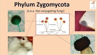 Zygomycota [upl. by Aivek]