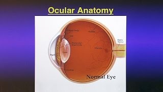 What is glaucoma [upl. by Steve]