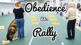 AKC Obedience Competition amp Overview of Rally vs Obedience [upl. by Ilsa]