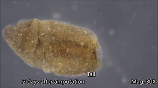 Planaria Regeneration Timelapse [upl. by Starling700]