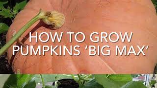 How To Grow Pumpkins Starting Pumpkin ‘Big Max’ [upl. by Verne]