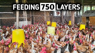 How to Feed Layer Chickens For Maximum Egg Production [upl. by Yatnwahs]