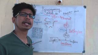 Pyrosequencing [upl. by Skeie]