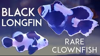 Black Longfin Clownfish from Sea amp Reef Aquaculture [upl. by Thgiwd]