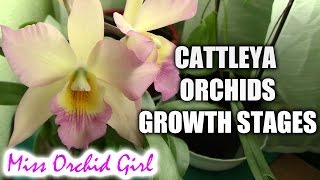 Growth stages of Cattleya orchids [upl. by Milissent]