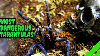 Top 10 Most DANGEROUS Tarantulas [upl. by Leyes]