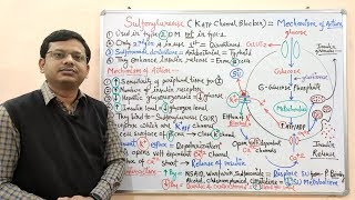 Diabetes Mellitus Part10 Mechanism of Action of Sulfonylurease  Antidiabetic Drugs  Diabetes [upl. by Gan557]