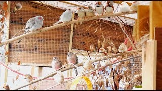 My Aviaries Today  Mixed Aviary Focus  Parakeets Doves Finches and Canaries [upl. by Elberfeld]