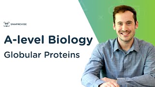 Globular Proteins  Alevel Biology  OCR AQA Edexcel [upl. by Lenor]