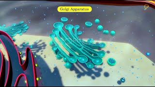 Practicallys Concepts  Golgi Apparatus  LearnPractically [upl. by Valene]