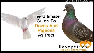 The Ultimate Guide To Doves And Pigeons As Pets [upl. by Jillene]