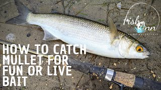 How To Catch Mullet For Fun Or Live Bait [upl. by Dev]