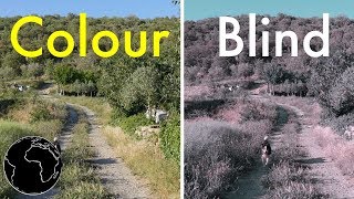 How Color Blindness Works [upl. by Yrreb]