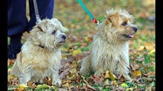 Norfolk Terrier [upl. by Retloc]