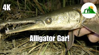 The Alligator Gar Everything You Need To Know 4K [upl. by Bouchard]