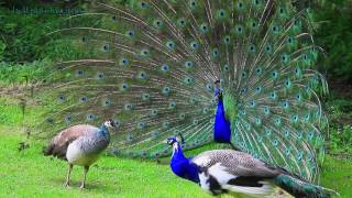 AMAZING WHITE PEACOCK DANCE •❥ BLUE WHITE PIED PEACOCK [upl. by Ginevra574]