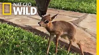 Tiny Rescued Antelope Makes an Unlikely Friend  Nat Geo Wild [upl. by Kcub996]