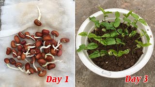 Tips to grow red beans successful after 3 days [upl. by Ailee]