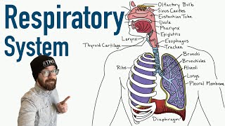 Respiratory System  Structure and Function [upl. by Weig]