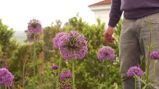 All about Alliums [upl. by Ellerehs]