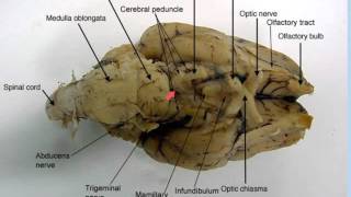 sheep brain anatomy [upl. by Alesi214]