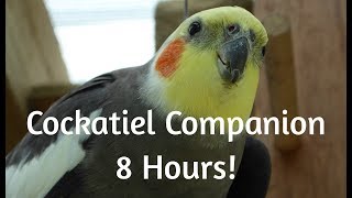 Cockatiel Companion 8 HOURS OF COCKATIEL SOUNDS Mega Compilation [upl. by Wassyngton]