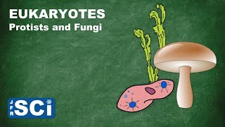 Protists and Fungi [upl. by Tigdirb]