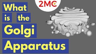 The Golgi Apparatus Structure and Function  The Endomembrane System [upl. by Irfan]