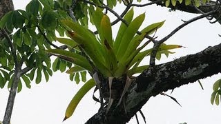 10 Amazing Facts About Epiphytes [upl. by Aimahc]