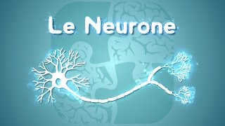 Neurolexique 1  Le Neurone [upl. by Aran430]