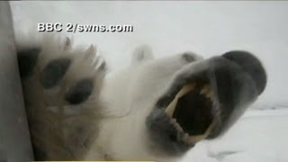 Caught on Tape Cameraman Comes NosetoNose with Dangerous Polar Bears [upl. by Annehs337]