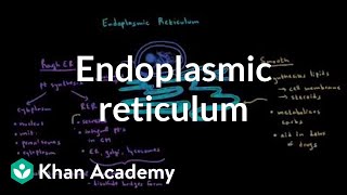 Endoplasmic reticulum and golgi apparatus  Cells  MCAT  Khan Academy [upl. by Elka]