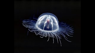 Lalleshwari  Dark Angel Mushroom Jellyfish [upl. by Marlyn986]