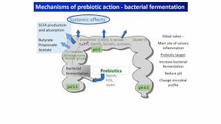 Prebiotics vsProbiotics Difference Between Prebiotics And Probiotics – DrBerg [upl. by Yessej420]