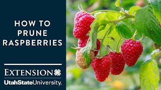 How to Prune Raspberries [upl. by Callie]