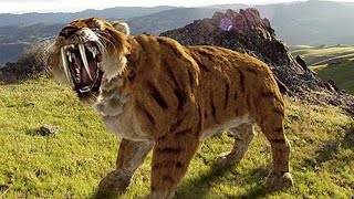 Sabertoothed Tiger  Prehistoric Cats Documentary [upl. by Loutitia]