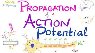 Propagation of the Action Potential  Nerve Excitability  Nerve Physiology Series [upl. by Ihcelek]